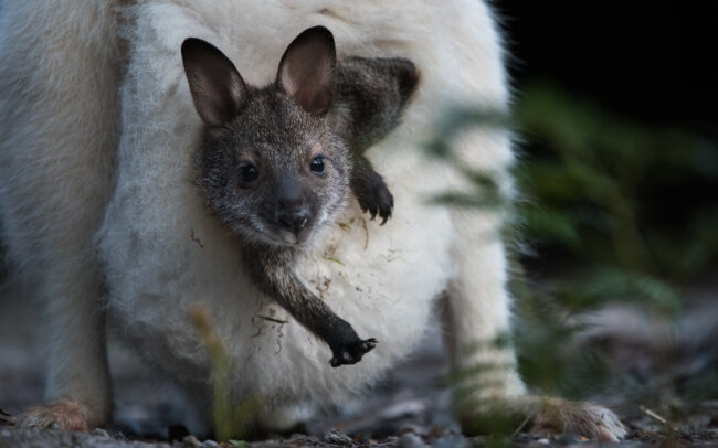 Bennett's Wallaby Joey• Bruny Island, Tasmania, Australia