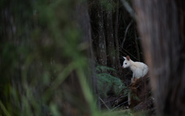 Bennett's Wallaby (White Morph) • Bruny Island, Tasmania, Australia