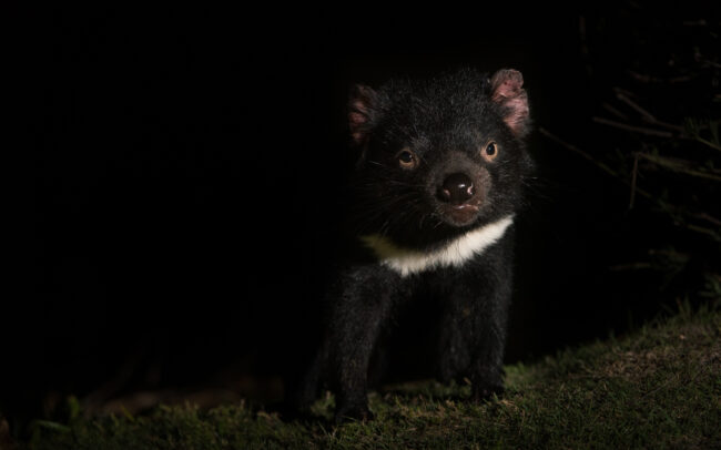 Tasmanian Devil • Maria Island, Tasmania, Australia