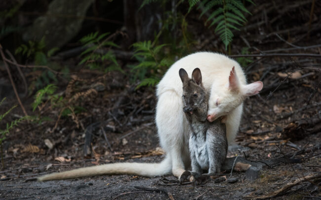 Bennett's Wallaby (White Morph) • Bruny Island, Tasmania, Australia