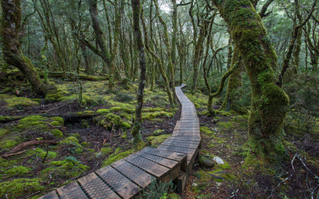 Mossy Path • Cradle Mountain National Park, Tasmania, Australia