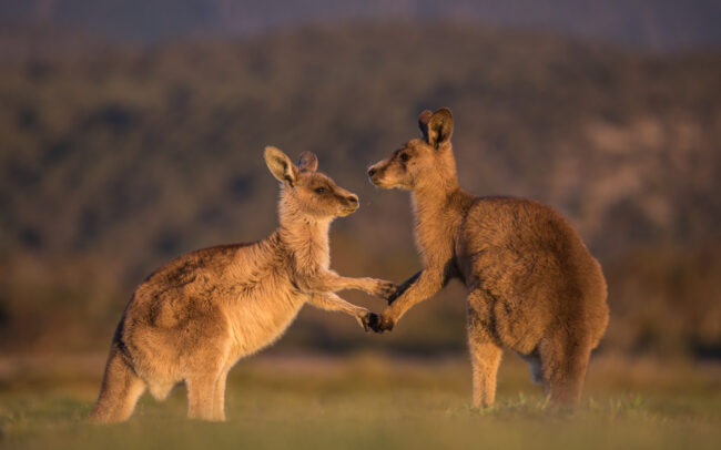 Eastern Grey Kangaroos • Narawantapu National Park, Tasmania, Australia
