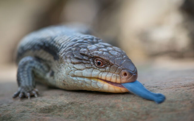 Blotched Blue Tongue Lizard • Bonorong Wildlife Sanctuary, Tasmania, Australia.