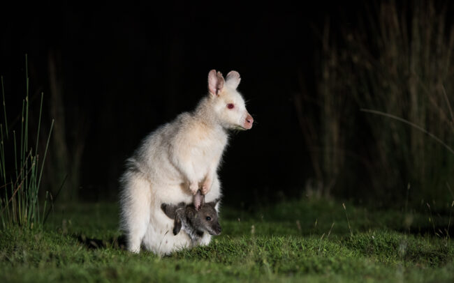 Bennett's Wallaby (White Morph) • Bruny Island, Tasmania, Australia
