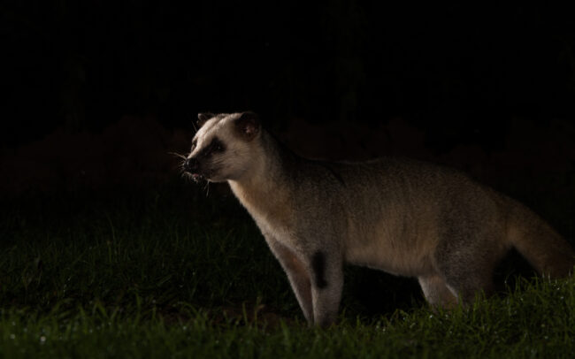 Masked Palm Civet • Kaeng Krachan National Park, Thailand