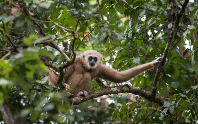 White Handed Gibbon • Kaeng Krachan National Park, Thailand