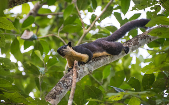 Black Giant Squirrel • Kaeng Krachan National Park, Thailand