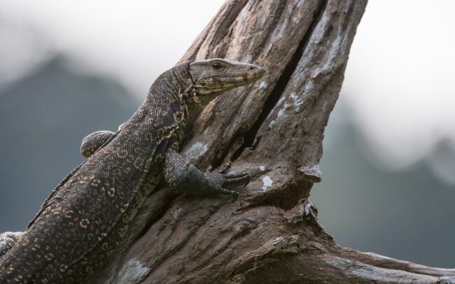 Tree Monitor • Khlong Saeng Wildlife Sanctuary, Thailand