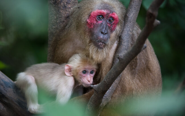 Stump Tailed Macaque Mother and Baby • Malay Peninsula, Thailand