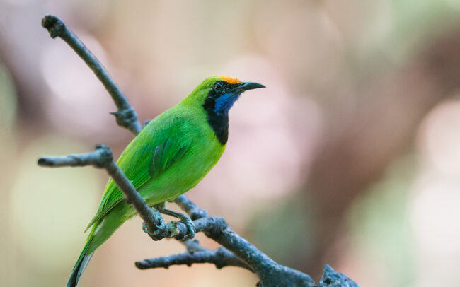 Golden Fronted Leafbird • Malay Peninsula, Thailand
