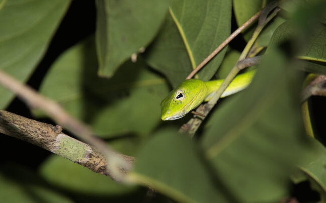 Asian Vine Snake • Kaeng Krachan National Park, Thailand