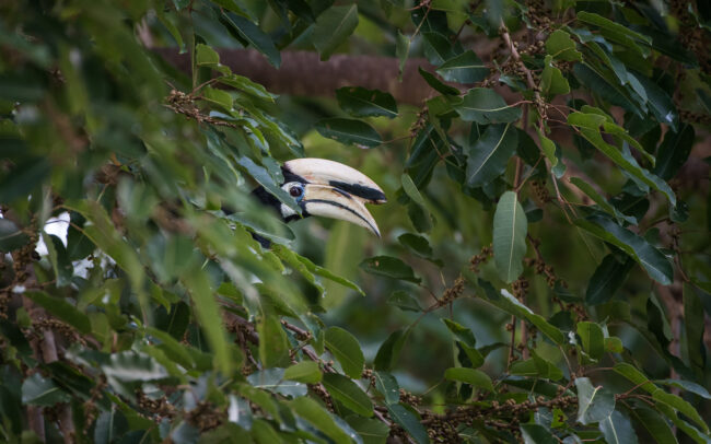 Oriental Pied Hornbill • Khlong Saeng, Thailand