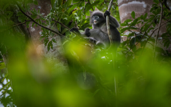 Banded Langur • Kaeng Krachan National Park, Thailand