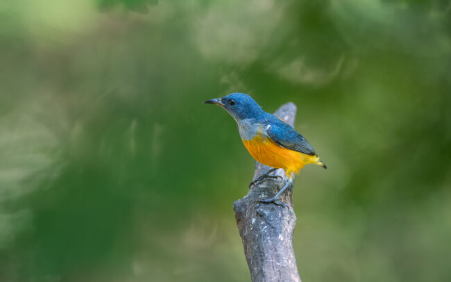 Orange Bellied Flowerpecker • Malay Peninsula, Thailand