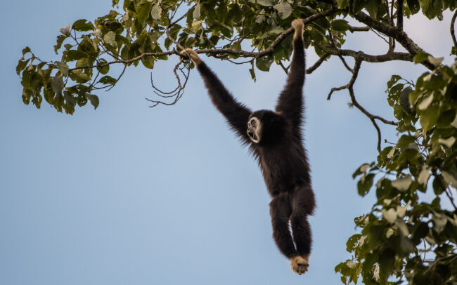 White Handed Gibbon • Kaeng Krachan National Park, Thailand