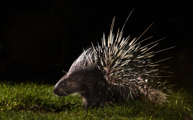 Malayan Porcupine• Kaeng Krachan National Park, Thailand