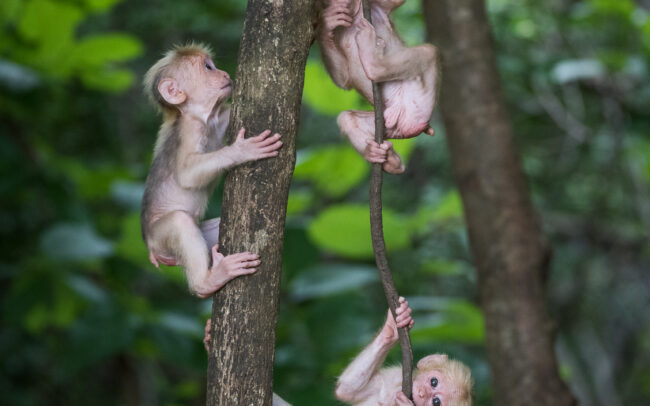 Stump Tailed Macaques • Malay Peninsula, Thailand