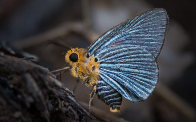 Emerald Awlet • Kaeng Krachan National Park, Thailand