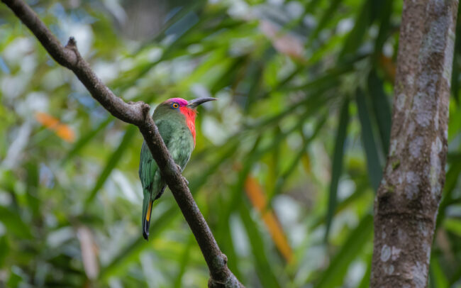 Red Bearded Bee Eater • Kaeng Krachan National Park, Thailand
