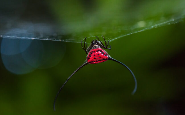 Red Long Horned Orb Weaver Spider • Kaeng Krachan National Park, Thailand