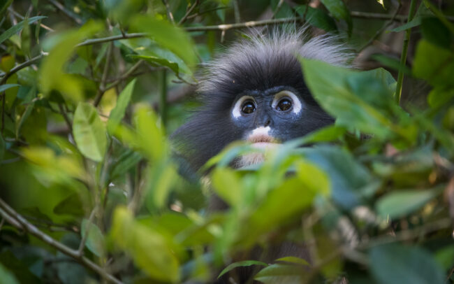 Dusky Langur • Kaeng Krachan National Park, Thailand