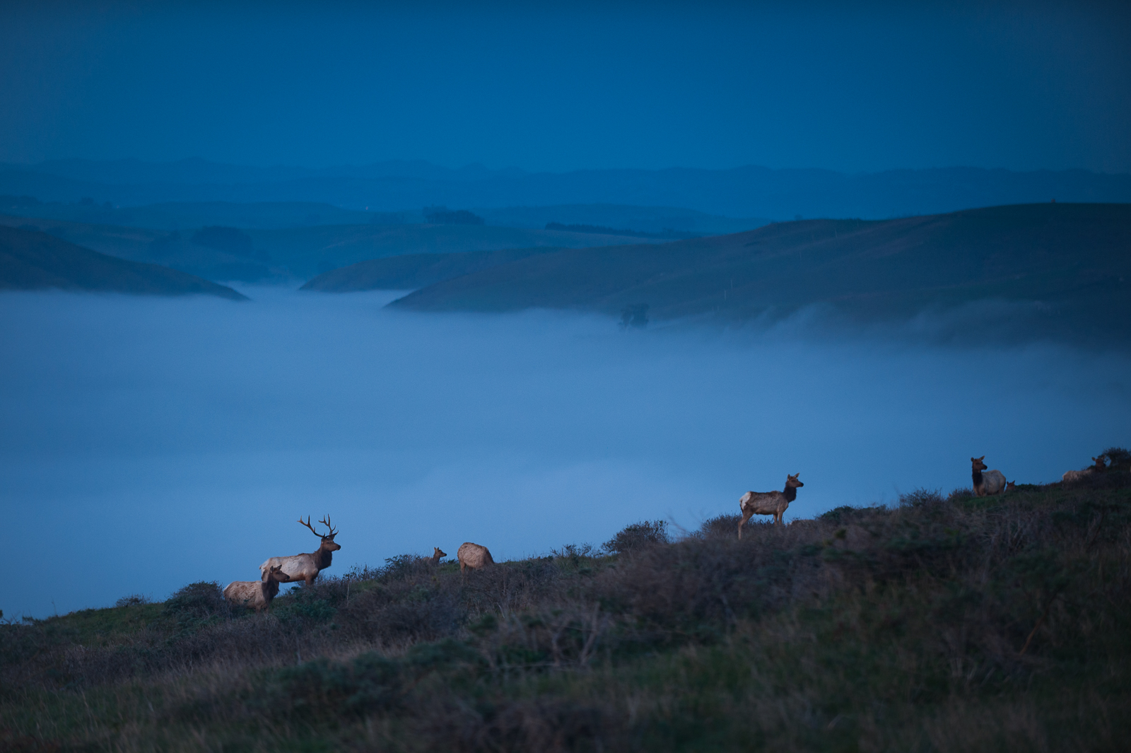 Tule Elk, Point Reyes National Seashore, California