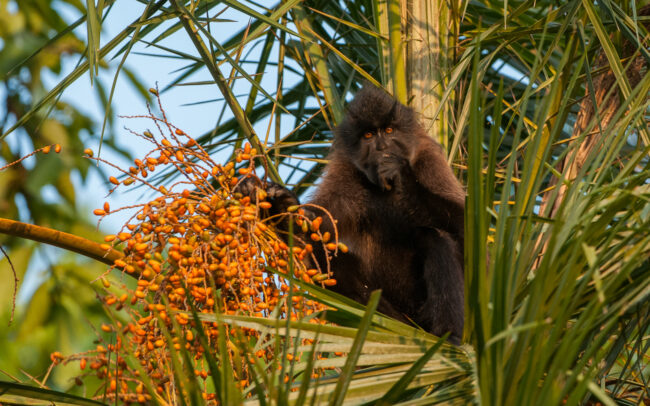 Grey-Cheeked Mangaby • Kibale National Park, Uganda