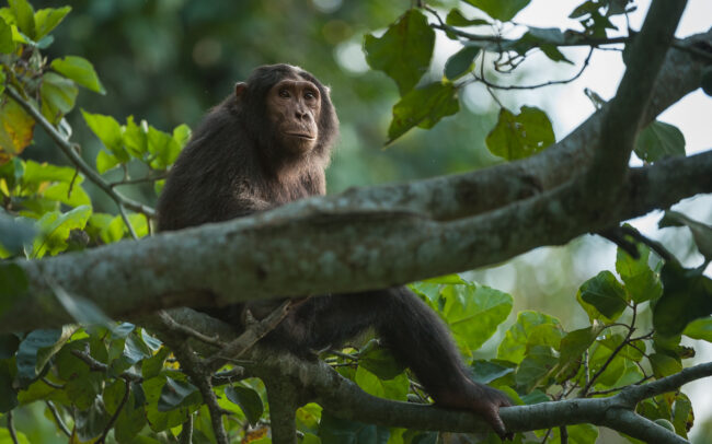 Chimpanzee • Queen Elizabeth National Park, Uganda