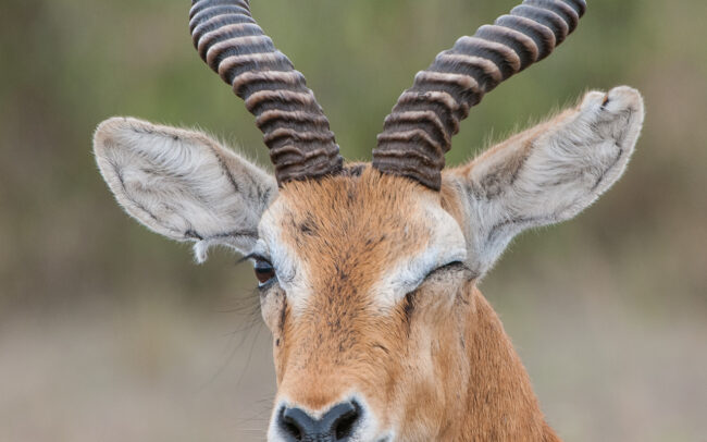 Ugandan Kob • Queen Elizabeth National Park, Uganda