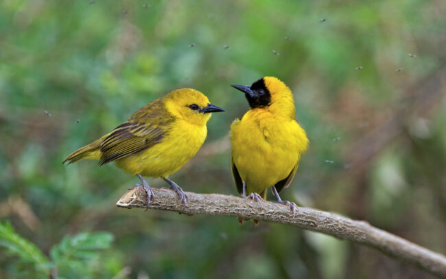 Masked Weavers • Queen Elizabeth National Park, Uganda