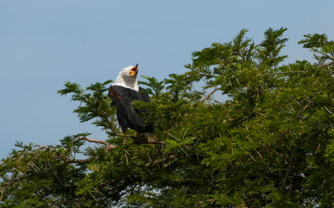 African Fish Eagle • Queen Elizabeth National Park, Uganda