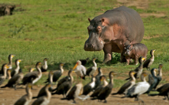 Hippopotamus • Queen Elizabeth National Park, Uganda