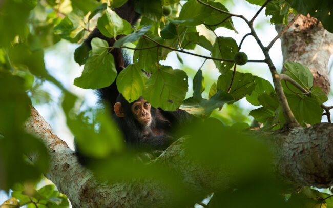 Chimpanzee • Queen Elizabeth National Park, Uganda