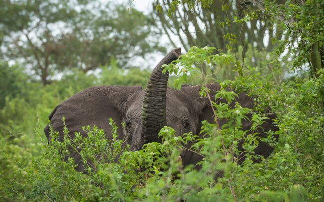 Elephant • Southern Uganda