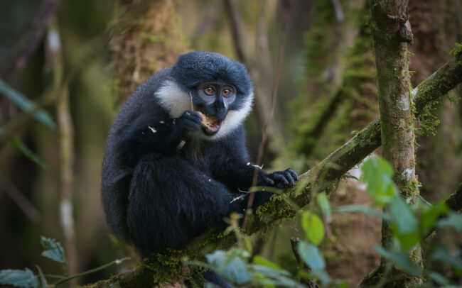 L'Hoest's Monkey • Bwindi National Park, Uganda