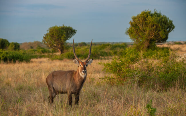 Waterbuck • Queen Elizabeth National Park, Uganda