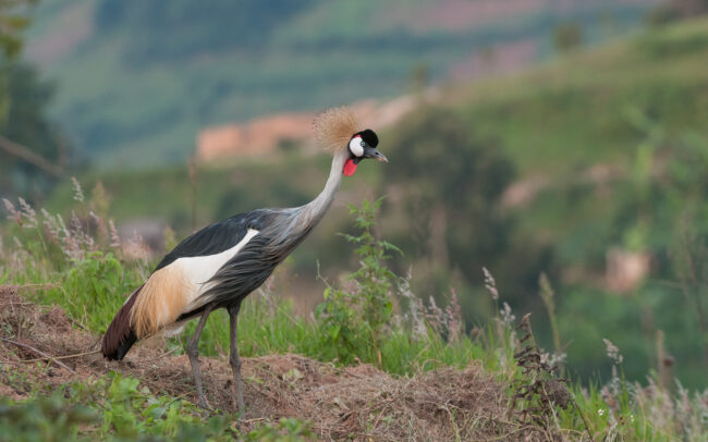 Crowned Crane • Uganda