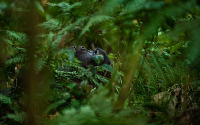 Mountain Gorilla • Bwindi National Park, Uganda