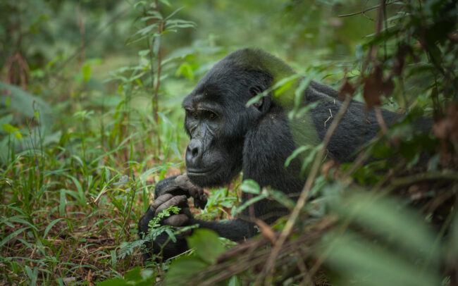 Mountain Gorilla • Bwindi National Park, Uganda