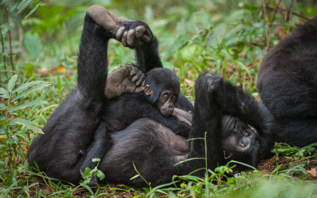Mountain Gorilla • Bwindi National Park, Uganda