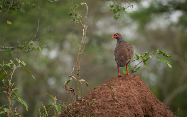 Francolin • Lake Mburo National Park, Uganda