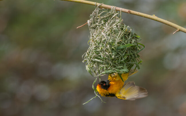 Masked Weaver • Queen Elizabeth National Park, Uganda