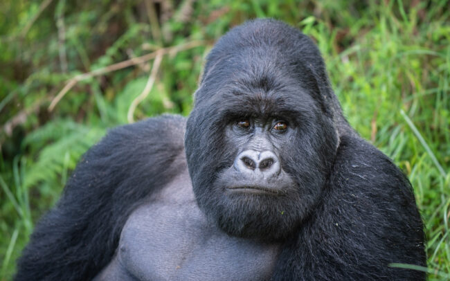 Mountain Gorilla • Mgahinga National Park, Uganda