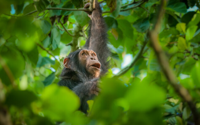 Chimpanzee • Queen Elizabeth National Park, Uganda