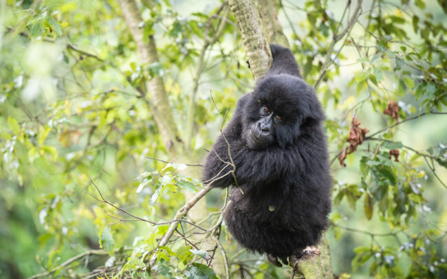 Mountain Gorilla • Mgahinga National Park, Uganda