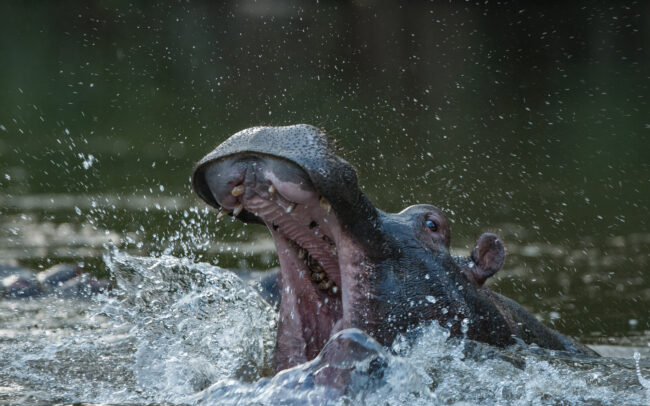 Hippopotamus • Queen Elizabeth National Park, Uganda