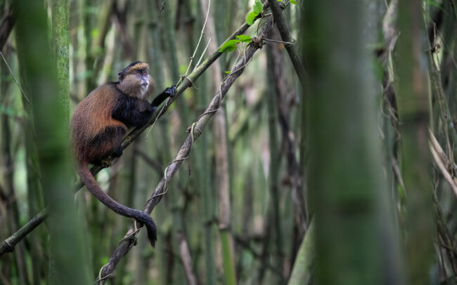 Golden Monkey • Mgahinga National Park, Uganda