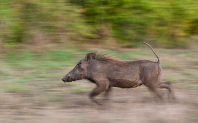 Warthog • Queen Elizabeth National Park, Uganda