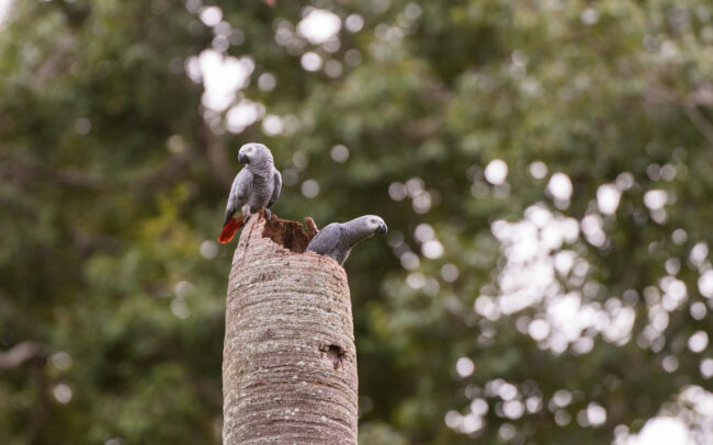 African Grey Parrots • Entebbe, Uganda