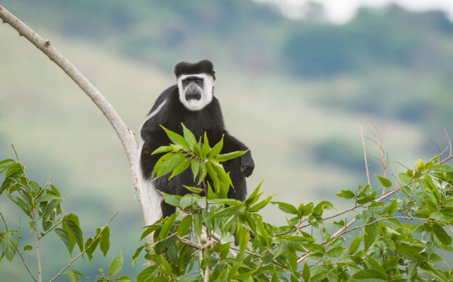 Black and White Colobus Monkey • Uganda